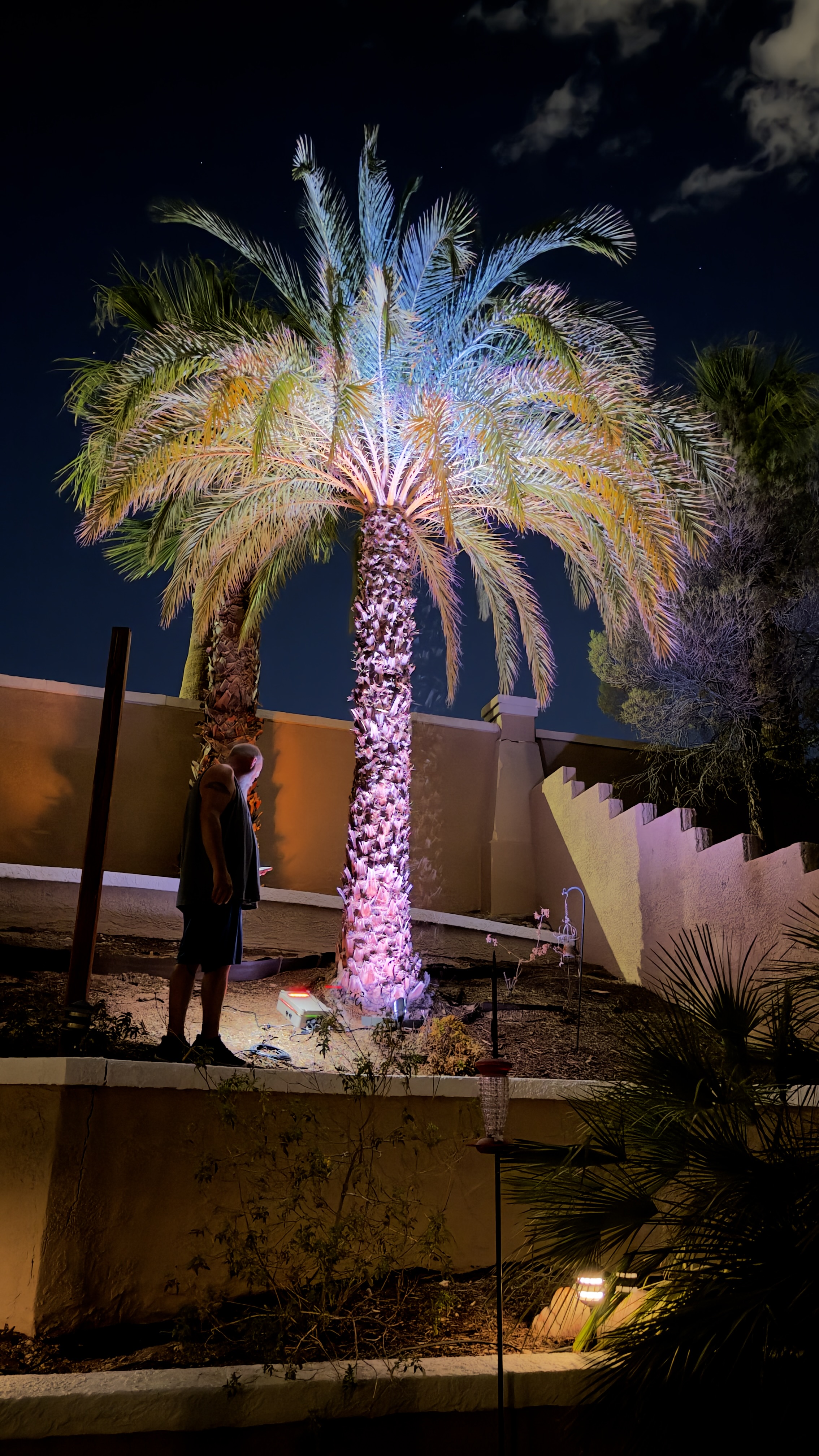 Palm Tree — White Lights